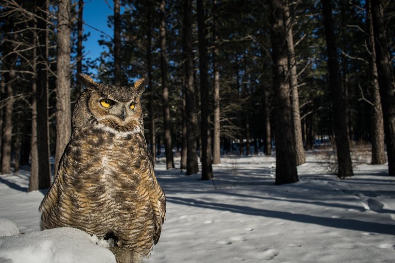 Owls of New Jersey