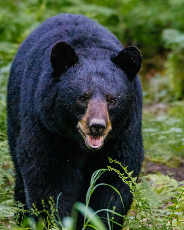 Bears in New Jersey