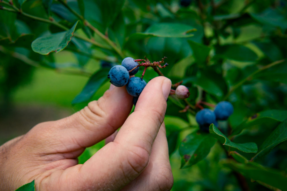 Summertime Blues: Blueberry Farming In NJ