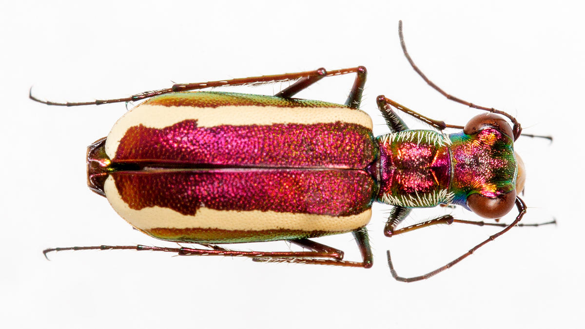 Tiger Beetles