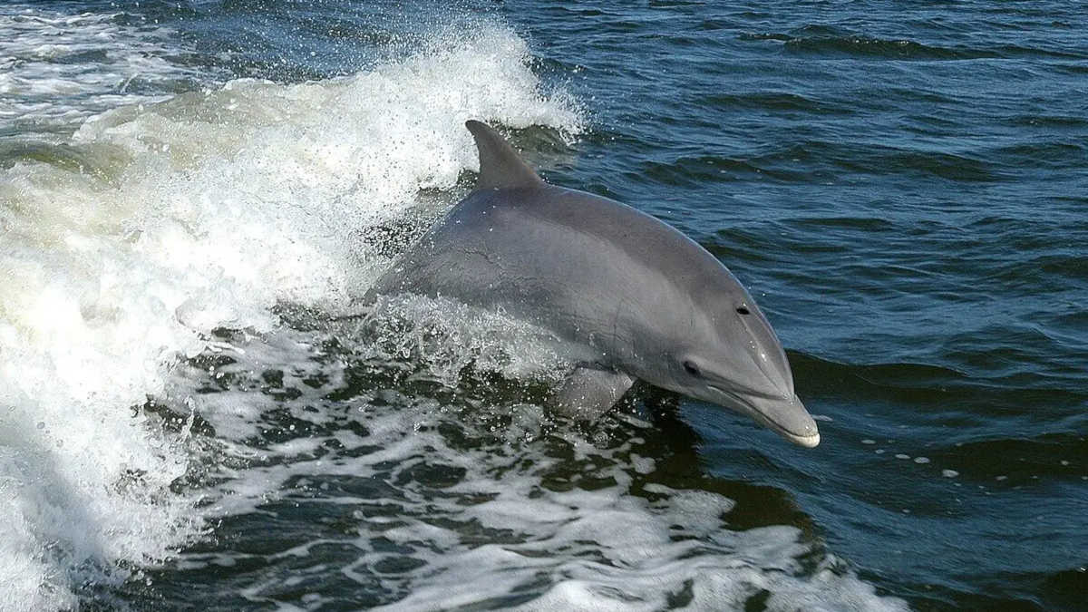 Marvelous Marine Mammals in New Jersey