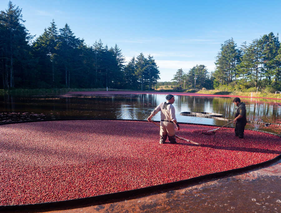 It’s the Berries: Cranberry Farming in NJ
