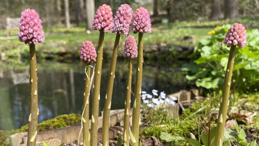 Swamp Pink and Rare Plants of South Jersey